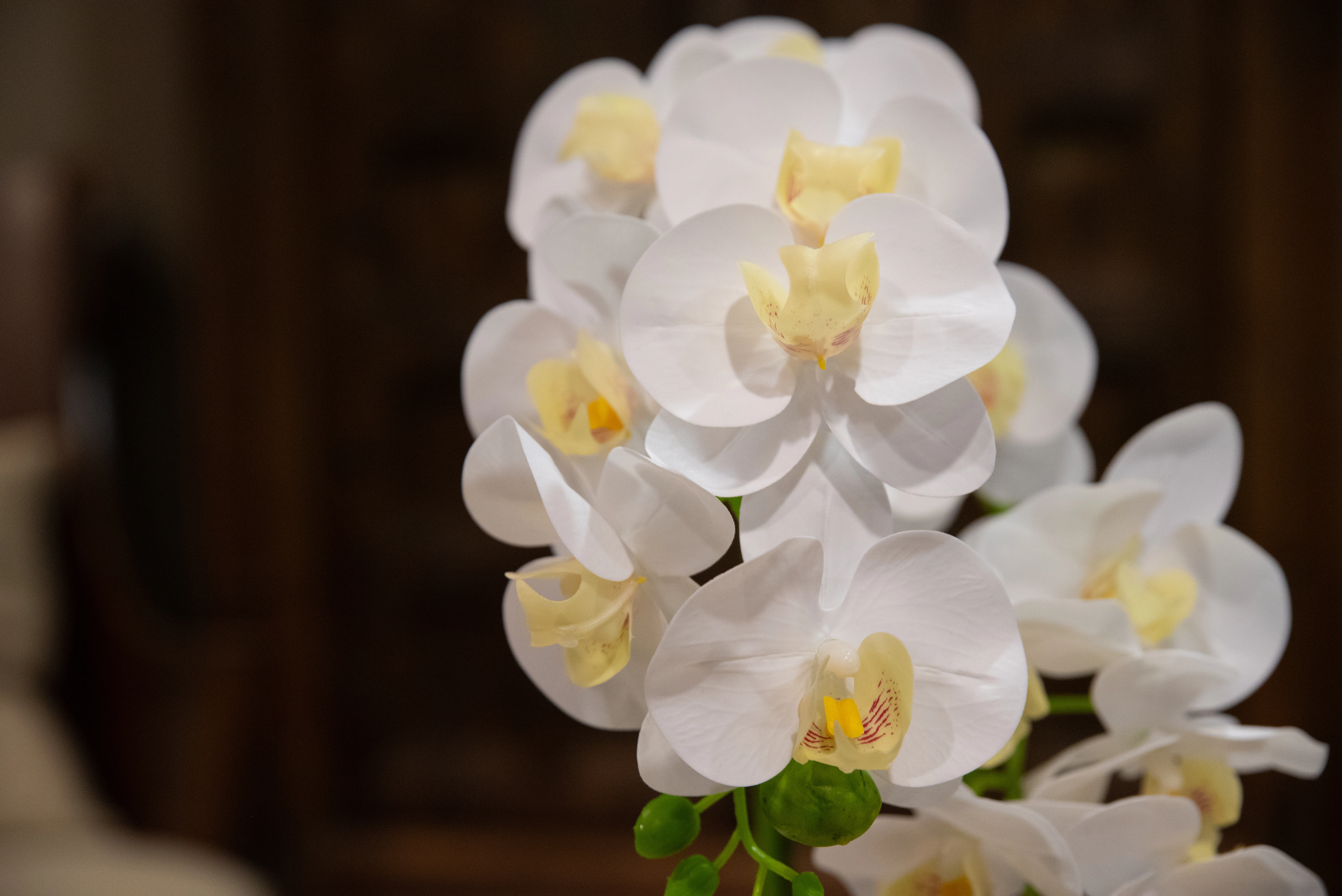 Close up of a bouquet of white flowers with yellow